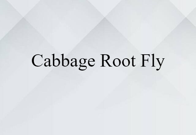 Cabbage Root Fly (noun) Definition, Meaning & Examples