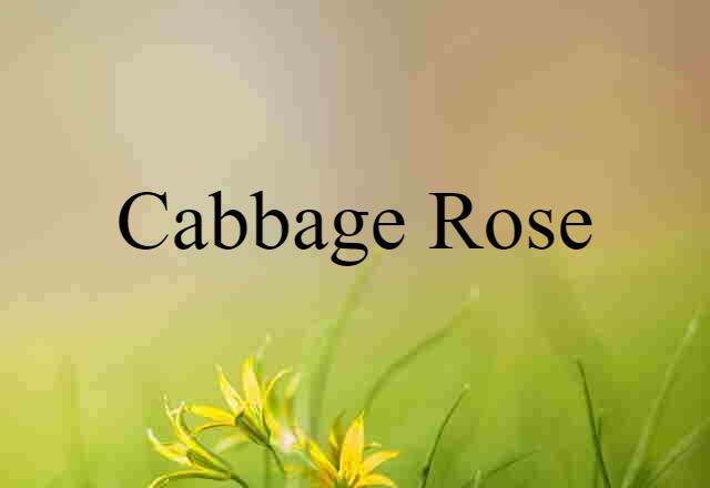 cabbage rose