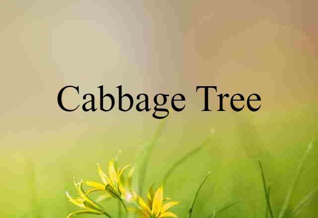 cabbage tree