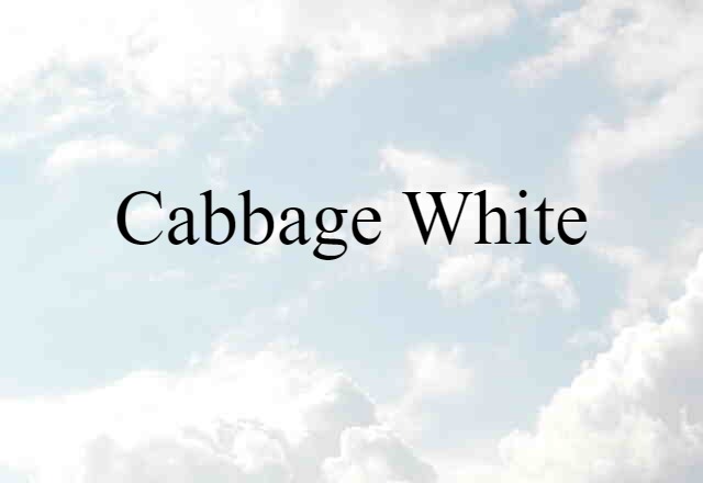 Cabbage White (noun) Definition, Meaning & Examples