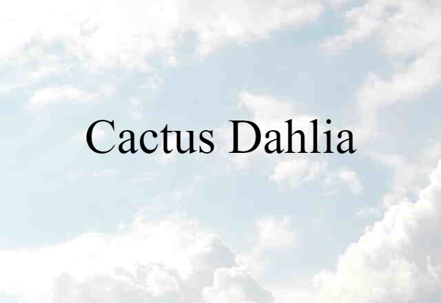 cactus dahlia