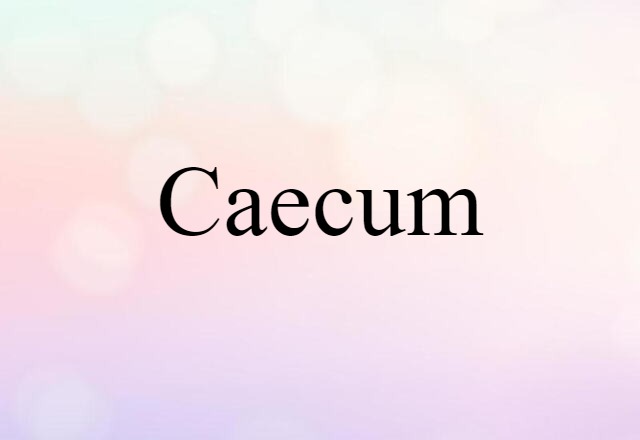 caecum