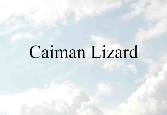 Caiman Lizard (noun) Definition, Meaning & Examples