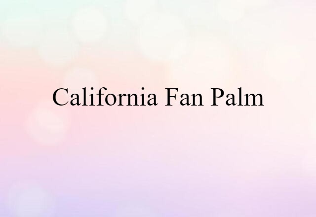 California fan palm