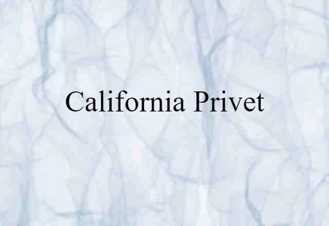 California privet