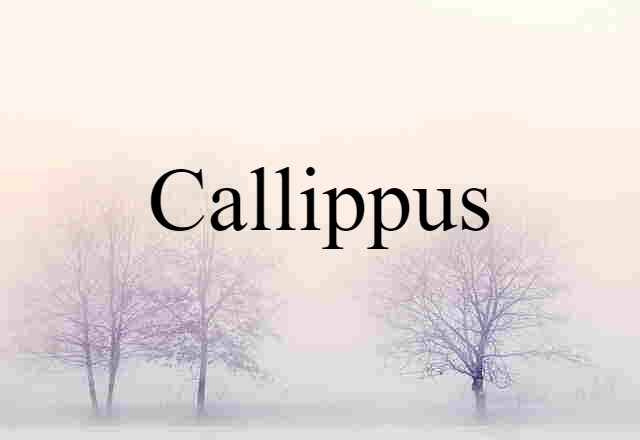 Callippus (noun) Definition, Meaning & Examples