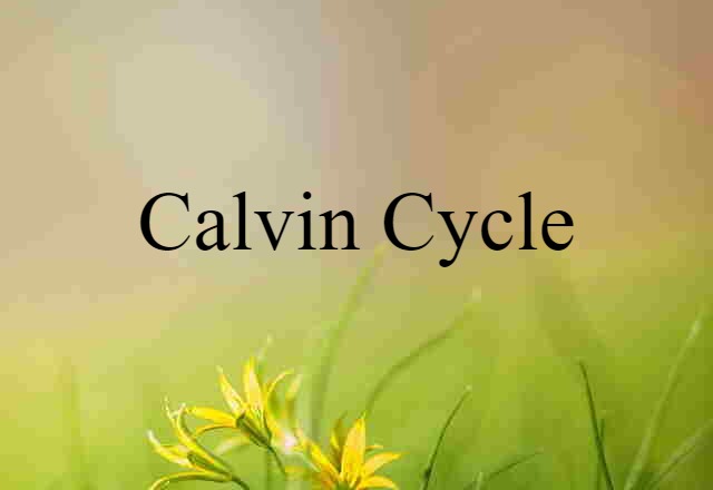 Calvin Cycle (noun) Definition, Meaning & Examples