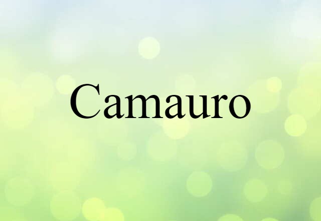 Camauro (noun) Definition, Meaning & Examples