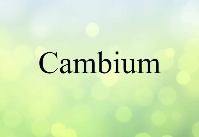 cambium