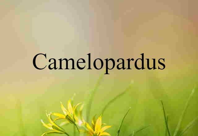 Camelopardus