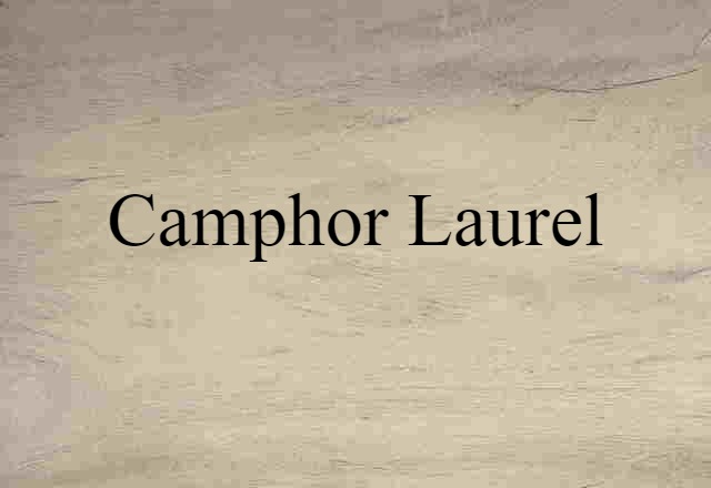 camphor laurel