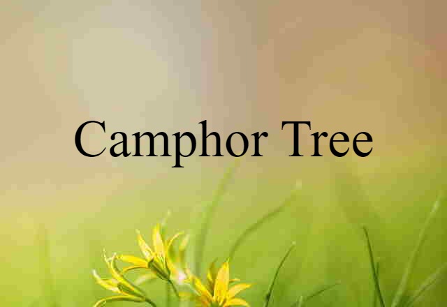 camphor tree