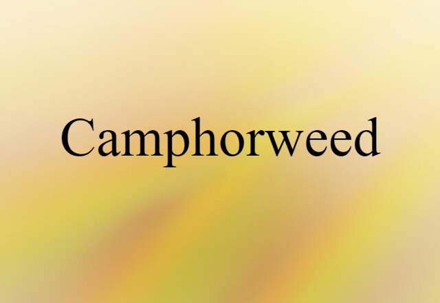 camphorweed