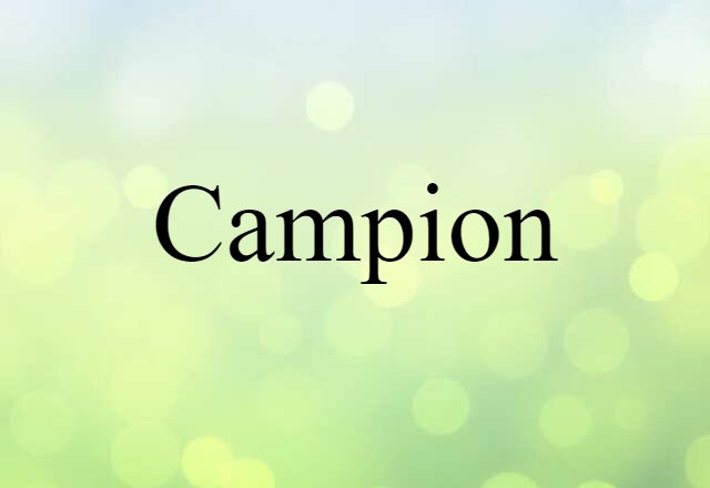 Campion (noun) Definition, Meaning & Examples