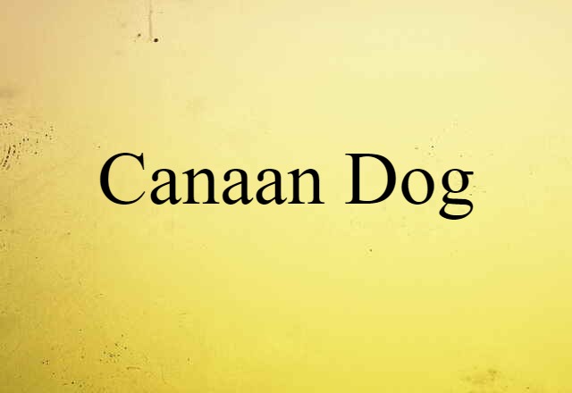 Canaan dog