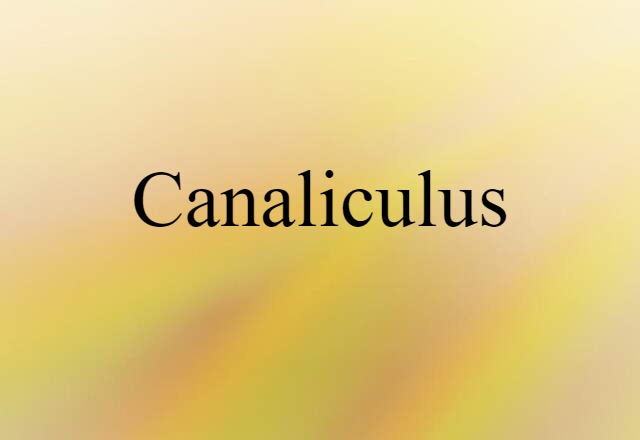 Canaliculus (noun) Definition, Meaning & Examples