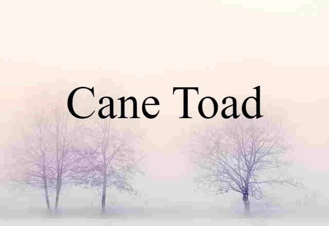 Cane Toad (noun) Definition, Meaning & Examples