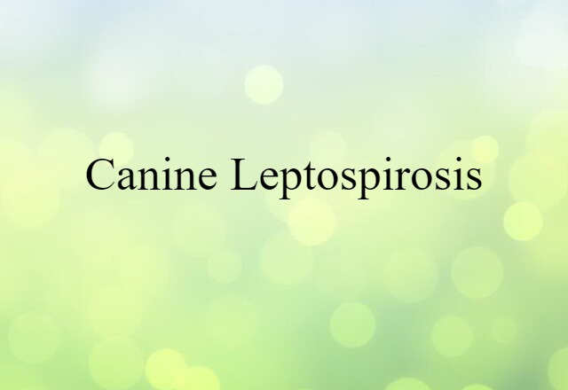 Canine Leptospirosis (noun) Definition, Meaning & Examples