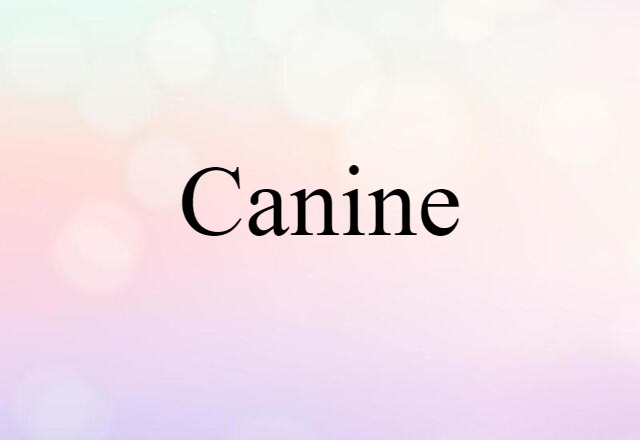 canine