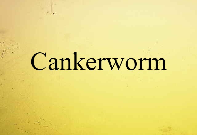 cankerworm