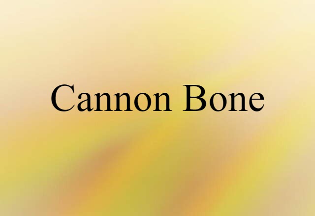 cannon bone