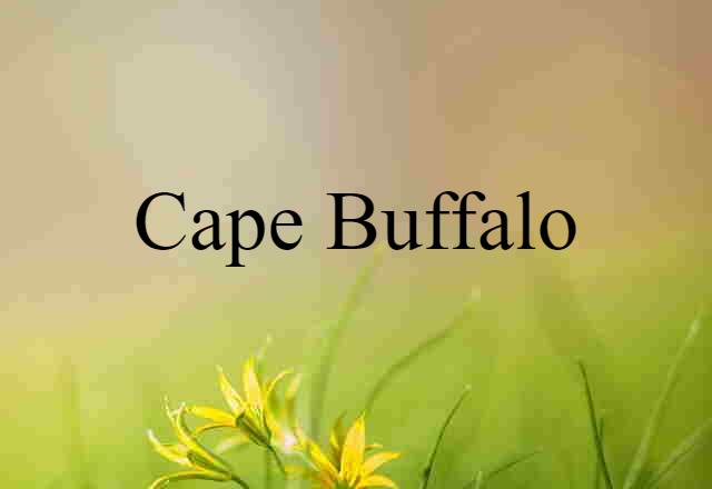 Cape Buffalo (noun) Definition, Meaning & Examples