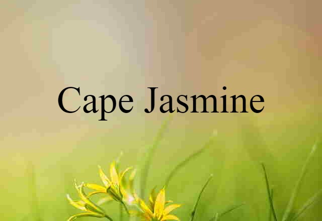 Cape jasmine