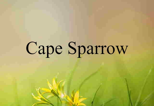 Cape sparrow