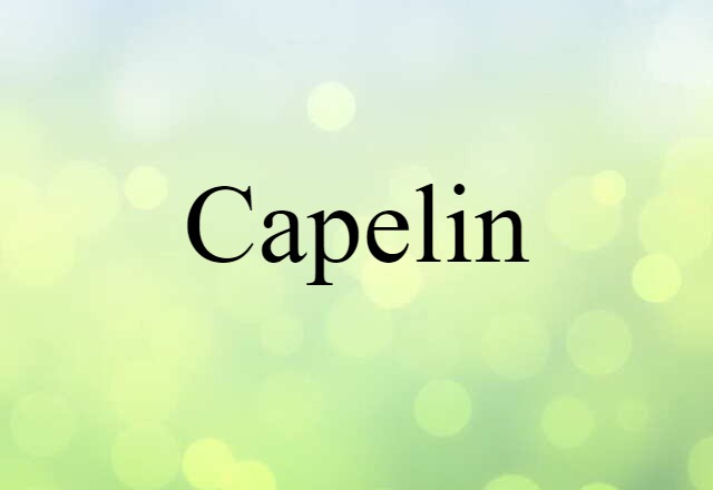 Capelin (noun) Definition, Meaning & Examples