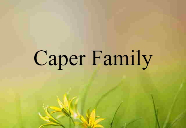 Caper Family (noun) Definition, Meaning & Examples