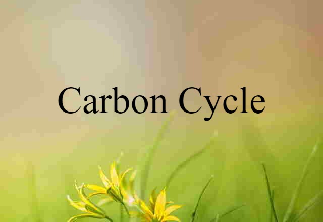 carbon cycle