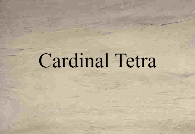 Cardinal Tetra (noun) Definition, Meaning & Examples