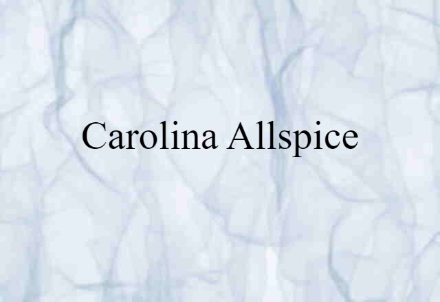 Carolina allspice