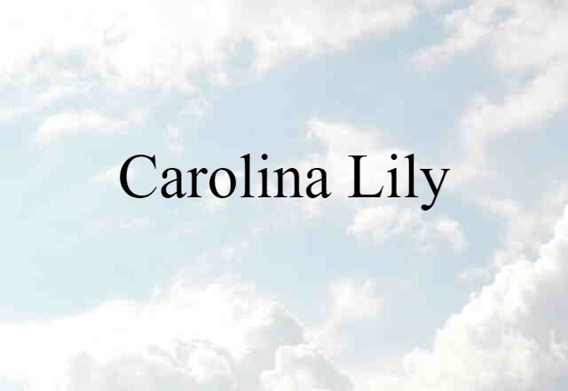 Carolina Lily (noun) Definition, Meaning & Examples