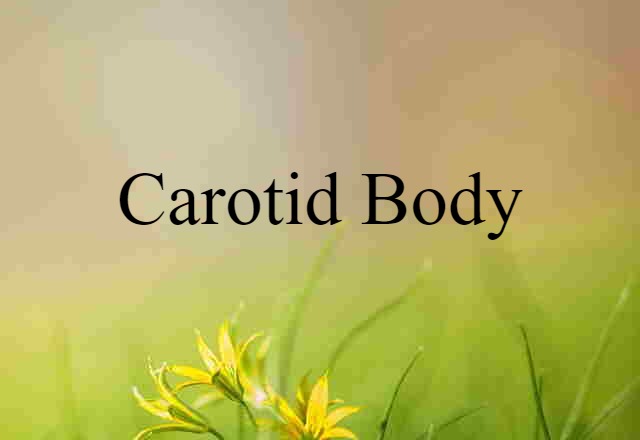 carotid body