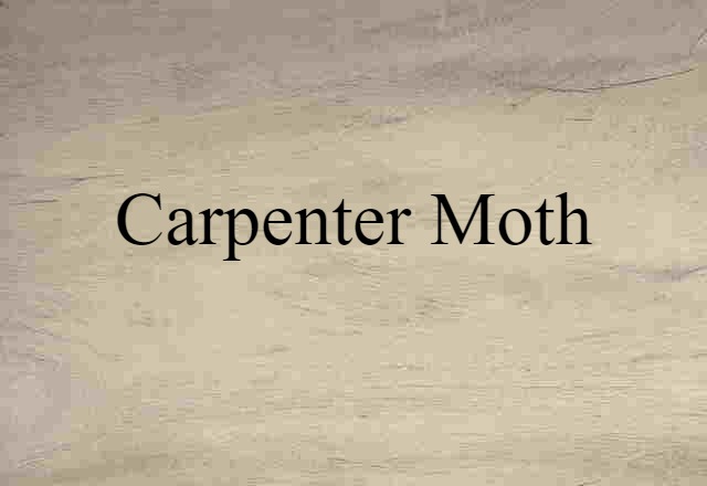 carpenter moth