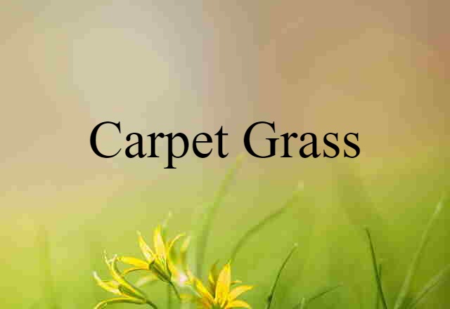 carpet grass