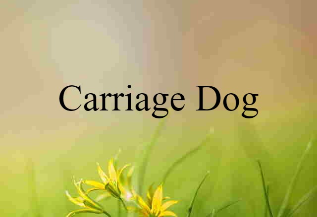 Carriage Dog (noun) Definition, Meaning & Examples