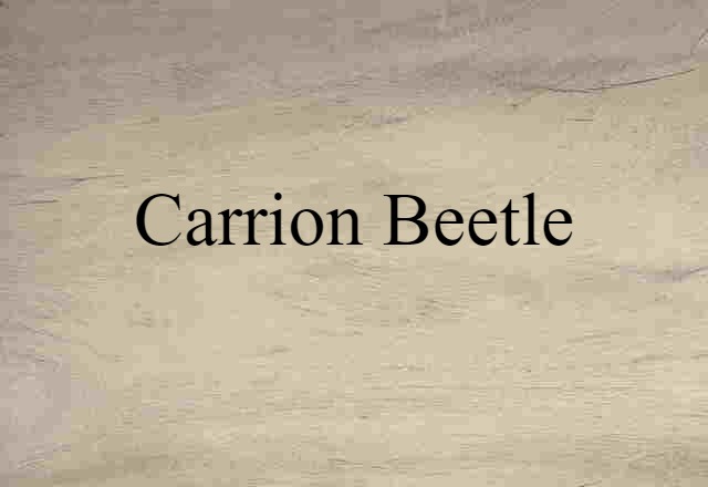 carrion beetle