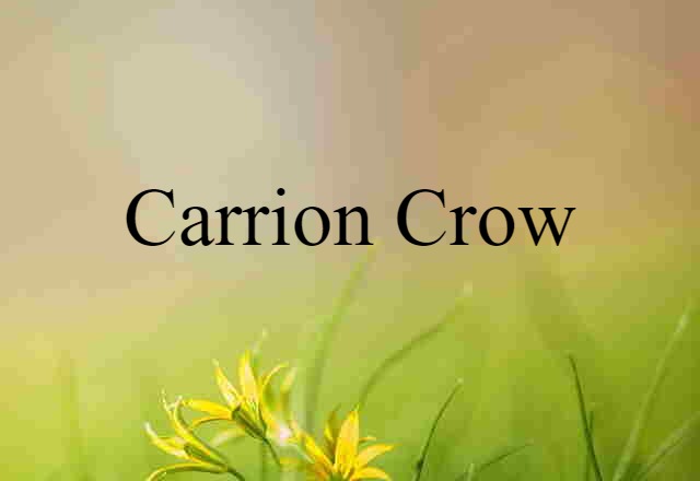 Carrion Crow (noun) Definition, Meaning & Examples