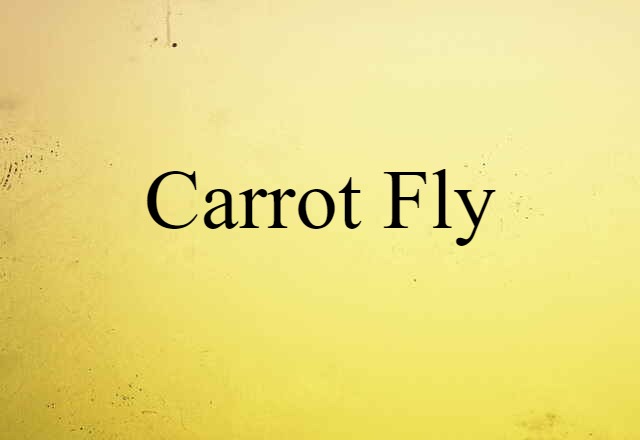 Carrot Fly (noun) Definition, Meaning & Examples