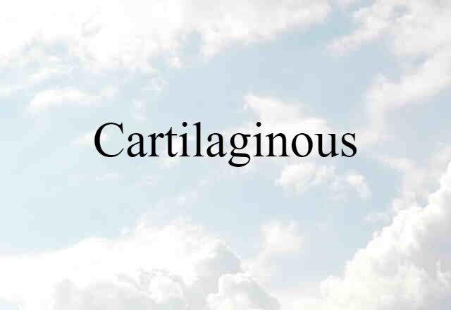 Cartilaginous (noun) Definition, Meaning & Examples