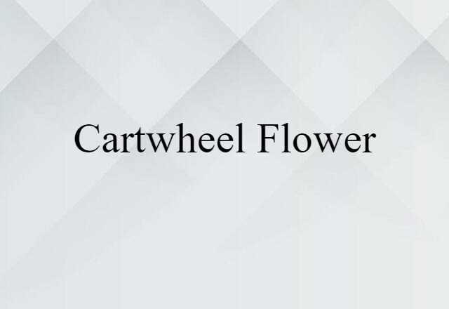 Cartwheel Flower (noun) Definition, Meaning & Examples