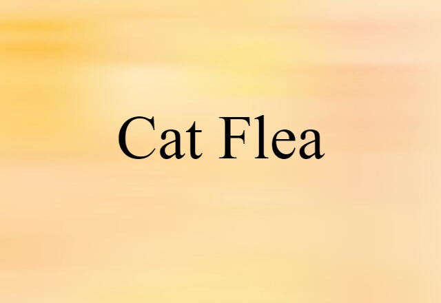 Cat Flea (noun) Definition, Meaning & Examples