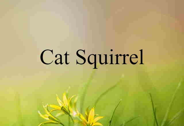 cat squirrel