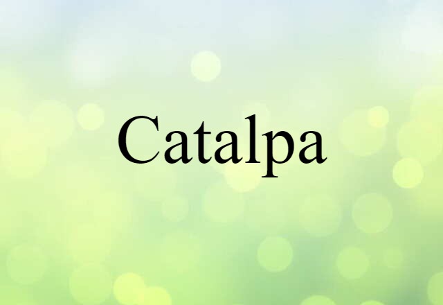 Catalpa (noun) Definition, Meaning & Examples