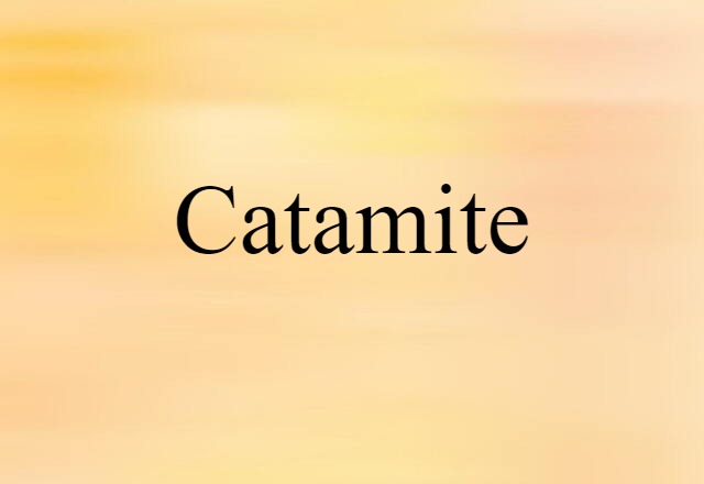 catamite