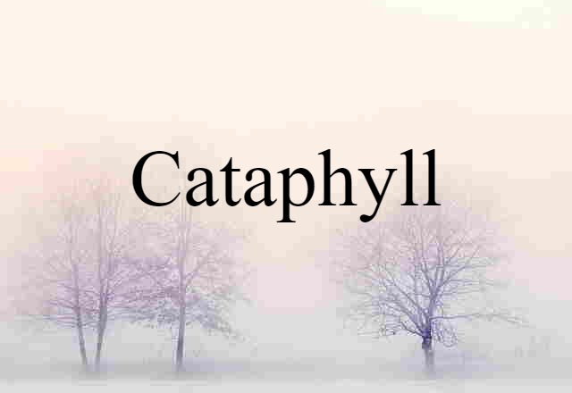 cataphyll