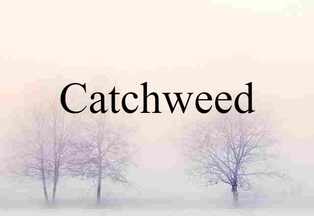 catchweed