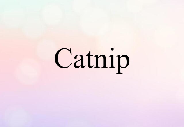 Catnip (noun) Definition, Meaning & Examples